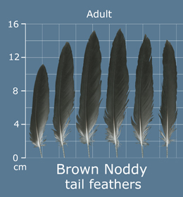 Brown Noddy