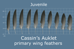 Cassins Auklet