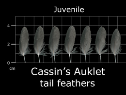 Cassins Auklet