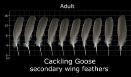 Cackling Goose