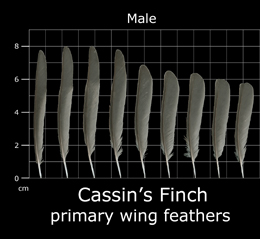 Cassins Finch