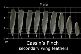 Cassins Finch