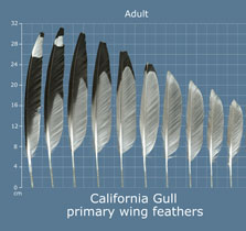California Gull