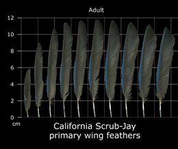 California Scrub-Jay