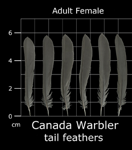 Canada Warbler