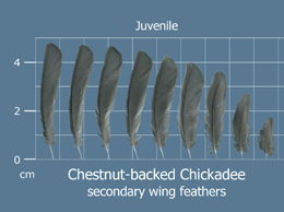 Chestnut-backed Chickadee