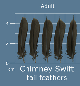 Chimney Swift