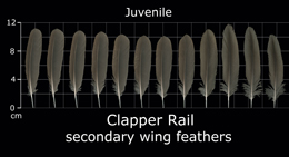 Clapper Rail
