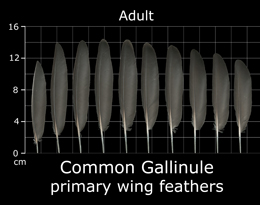 Common Gallinule