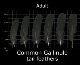 Common Gallinule