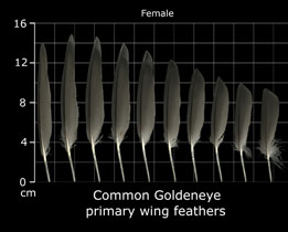 Common Goldeneye