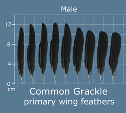Common Grackle