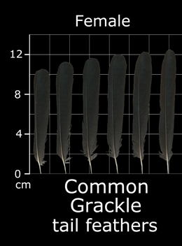 Common Grackle