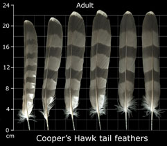 Coopers Hawk