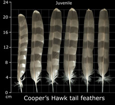 Coopers Hawk