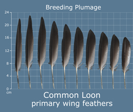 Common Loon