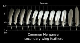 Common Merganser