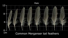Common Merganser