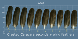 Crested Caracara