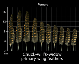 Chuck-wills-widow