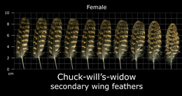 Chuck-wills-widow