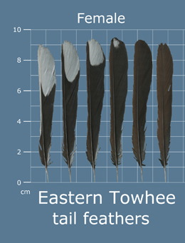 Eastern Towhee