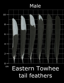 Eastern Towhee