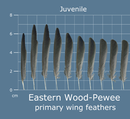Eastern Wood-Pewee