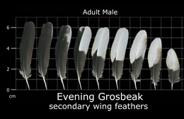 Evening Grosbeak
