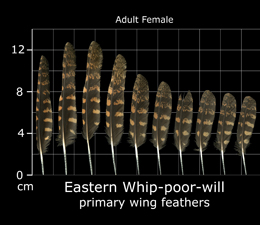 Eastern Whip-poor-will