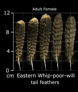Eastern Whip-poor-will
