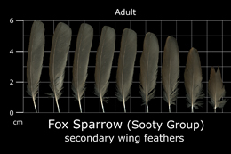 Fox Sparrow