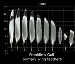 Franklins Gull