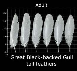 Great Black-backed Gull