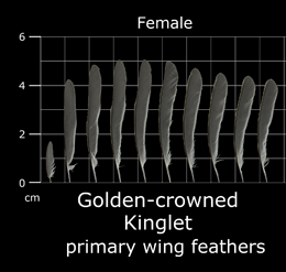Golden-crowned Kinglet