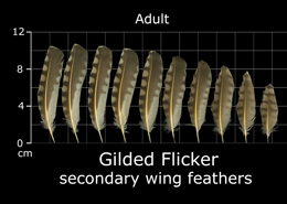 Gilded Flicker