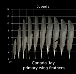 Canada Jay