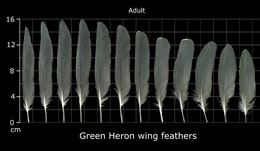 Green Heron
