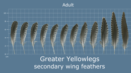 Greater Yellowlegs