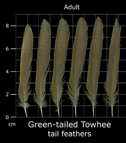 Green-tailed Towhee