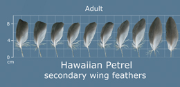 Hawaiian Petrel