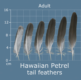 Hawaiian Petrel