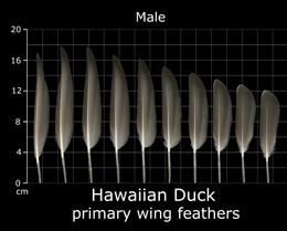 Hawaiian Duck
