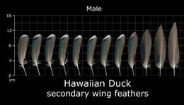 Hawaiian Duck