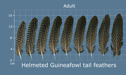 Helmeted Guineafowl