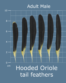 Hooded Oriole