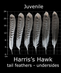 Harriss Hawk