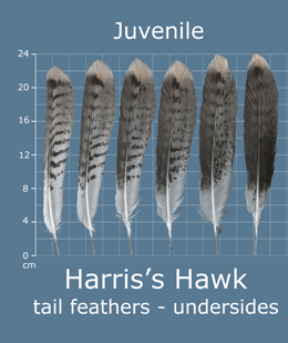Harriss Hawk