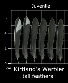 Kirtlands Warbler