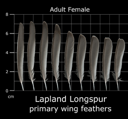 Lapland Longspur